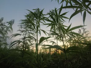 Verschiedene Arten von Marihuana Blätter
